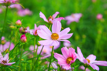 Beautiful Cosmos flower field
