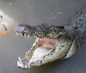 crocodiles portrait