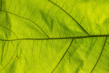 Fototapeta na wymiar green leaf texture closeup light pass