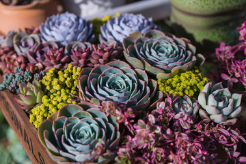 succulent plants