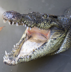 crocodiles portrait