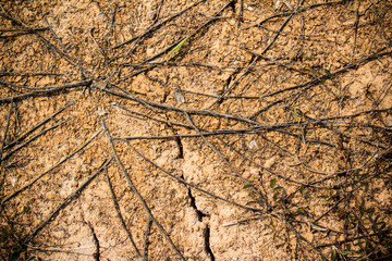texture dry root and cracked earth in arid location