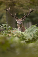 cerf brame cervidé chasse mammifère animal sauvage bois forêt