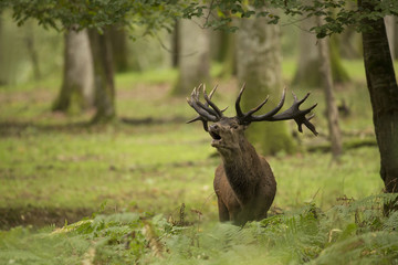 cerf brame cervidé reproduction mâle animal mammifère nature