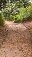 Sandy path