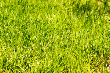 Green grass in sunlight 