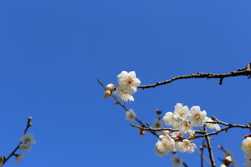 白梅