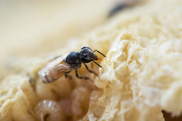 Close up view of the working bees on honeycomb