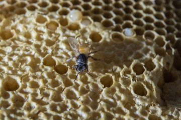 Close up view of the working bees on honeycomb