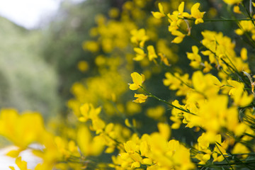 Yellow flowers in garden and fields