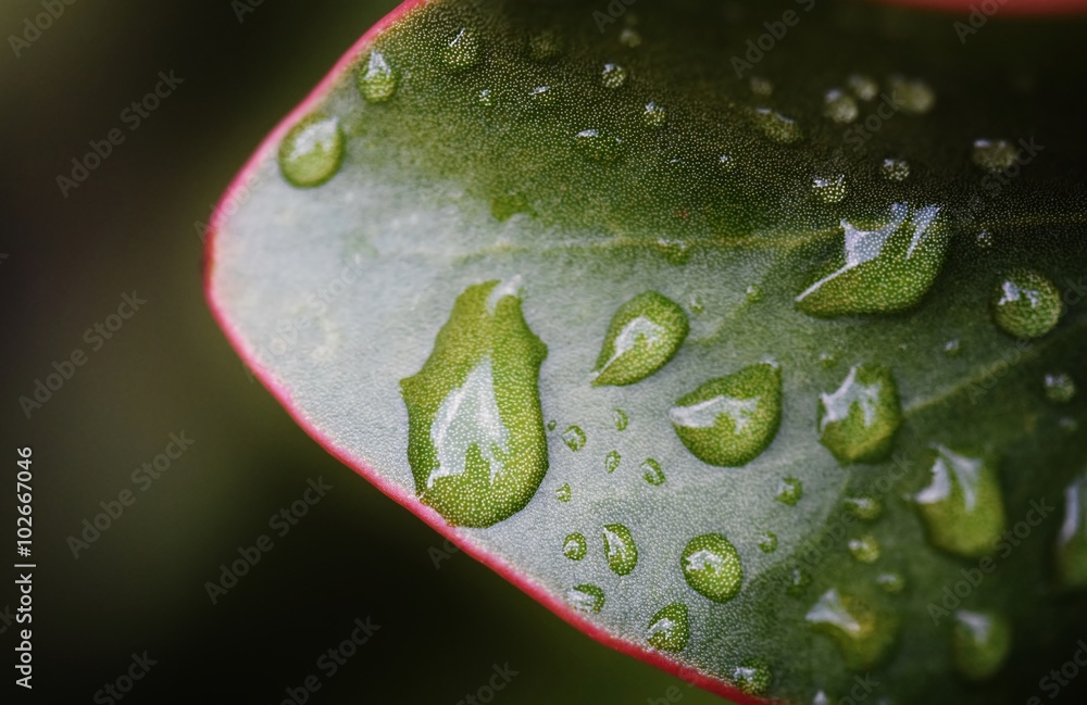 Wall mural close up of rain drops on protea leaf