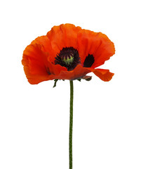 One red poppy isolated on white