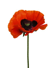 One red poppy isolated on white