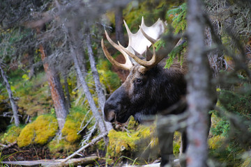 Canada - Les rocheuses - Orignal - Moose