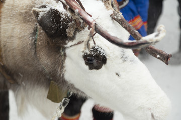 A reindeer from above with it's antlers © lasselund