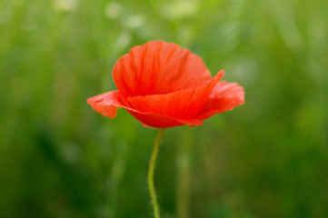 wild poppy flower on field