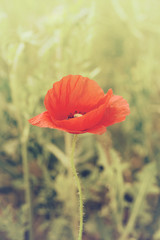 wild poppy flower on field