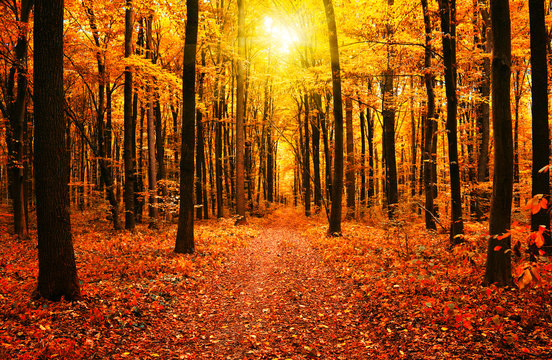 Fototapeta autumn trees