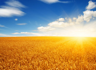 Naklejka premium Field of wheat