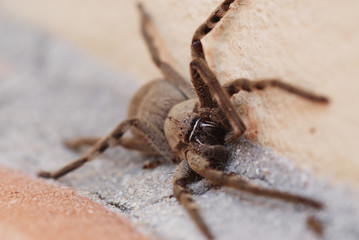 A large spider on the patio - Cape Town