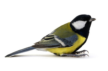 Obraz premium great tit
