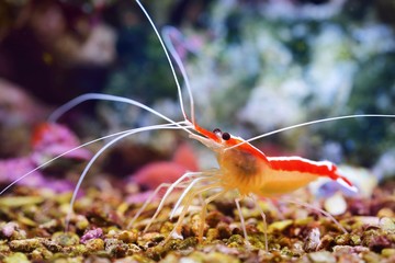 Lysmata amboinensis cleaner shrimp in marine aquarium