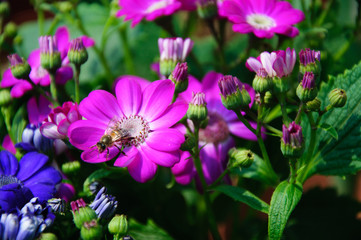 The beautiful blooming cineraria flower in garden