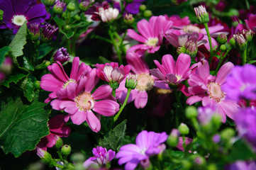 The beautiful blooming cineraria flower in garden