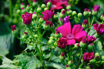 The beautiful blooming cineraria flower in garden