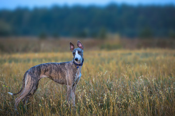 whippet dog