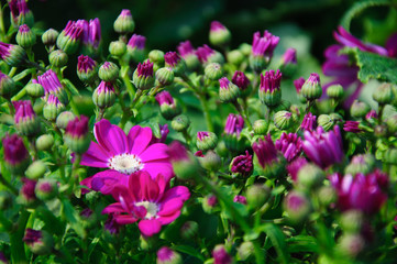 The beautiful blooming cineraria flower in garden
