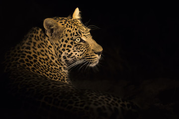 Naklejka na ściany i meble Leopard lay down in the darkness to rest