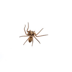 Brown recluse spider isolated on white