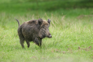 Frightened wild boar running from people entering the forest