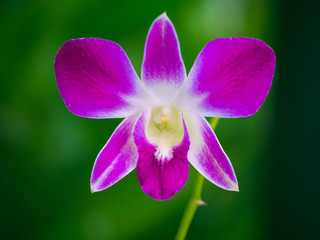 Obraz premium Dendrobium