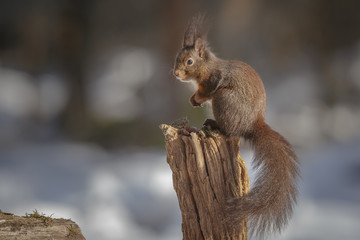 Squirrel in winter