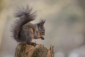 Naklejka na ściany i meble Squirrel in winter eating a hazelnut