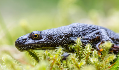 Naklejka na ściany i meble Kammmolch - Triturus cristatus