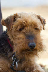 Lakeland terrier