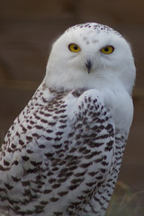 Snowy Owl