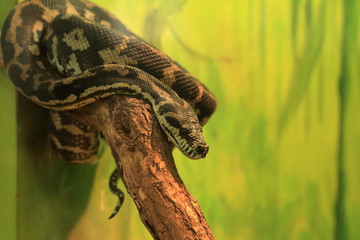 Crotalus