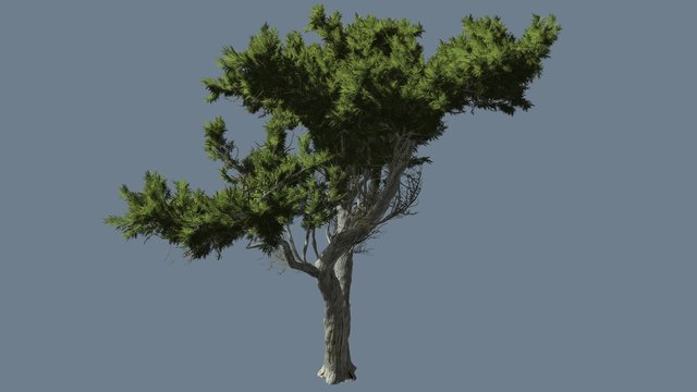 Monterey Cypress Bright Green Branchy Crown Hesperocyparis Macrocarpa Coniferous Evergreen Tree is Swaying at The Wind Sunny Daytime