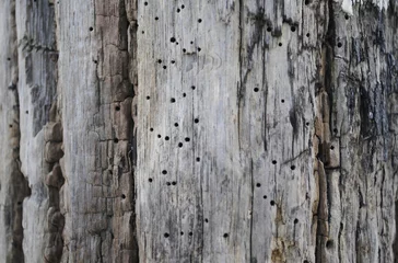 Fototapete Holzpfosten mit Holzwurm © monicaclick
