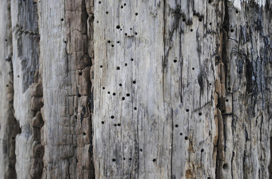 houten paal met houtworm