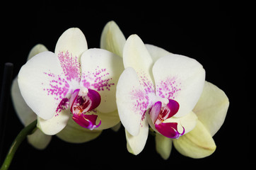Fototapeta na wymiar White phelanopsis orgchid on black background
