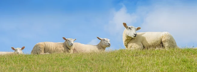 Zelfklevend Fotobehang Schaap sheep on a meadow