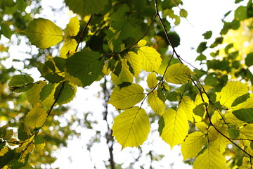 Green leaves of hazel in the sun
