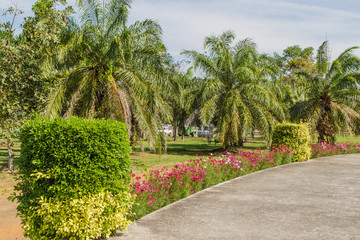 Beautiful Cosmos flower field