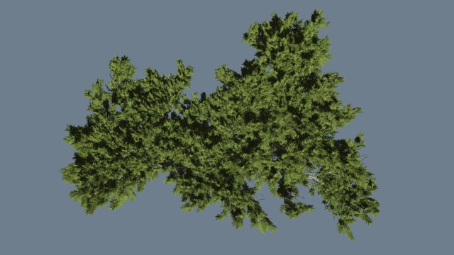 Monterey Cypress Bright Green Crown Top Down Hesperocyparis Macrocarpa Coniferous Evergreen Tree is Swaying at The Wind Sunny Daytime