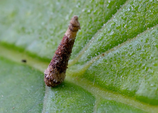 worm
